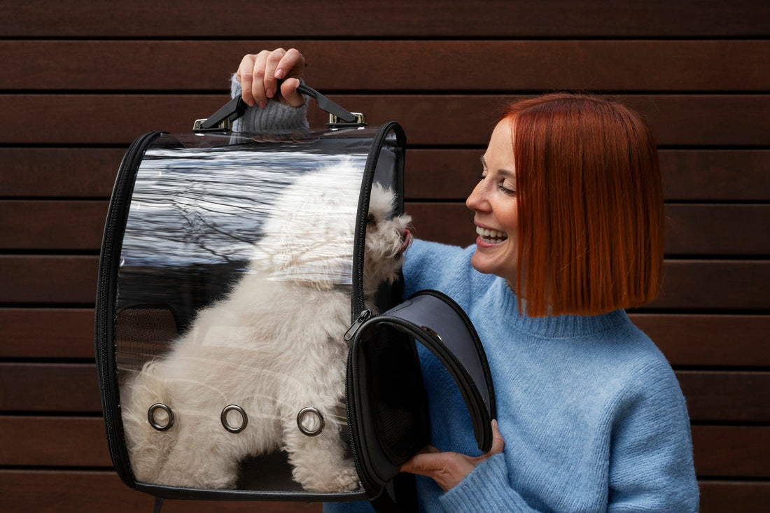 Top 10 Pet Accessories Trending This Year — And Why Pet Owners Swear by Them