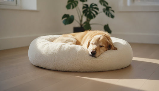 Fluffy Dog Beds: The Ultimate Guide to Cozy Comfort in 2026